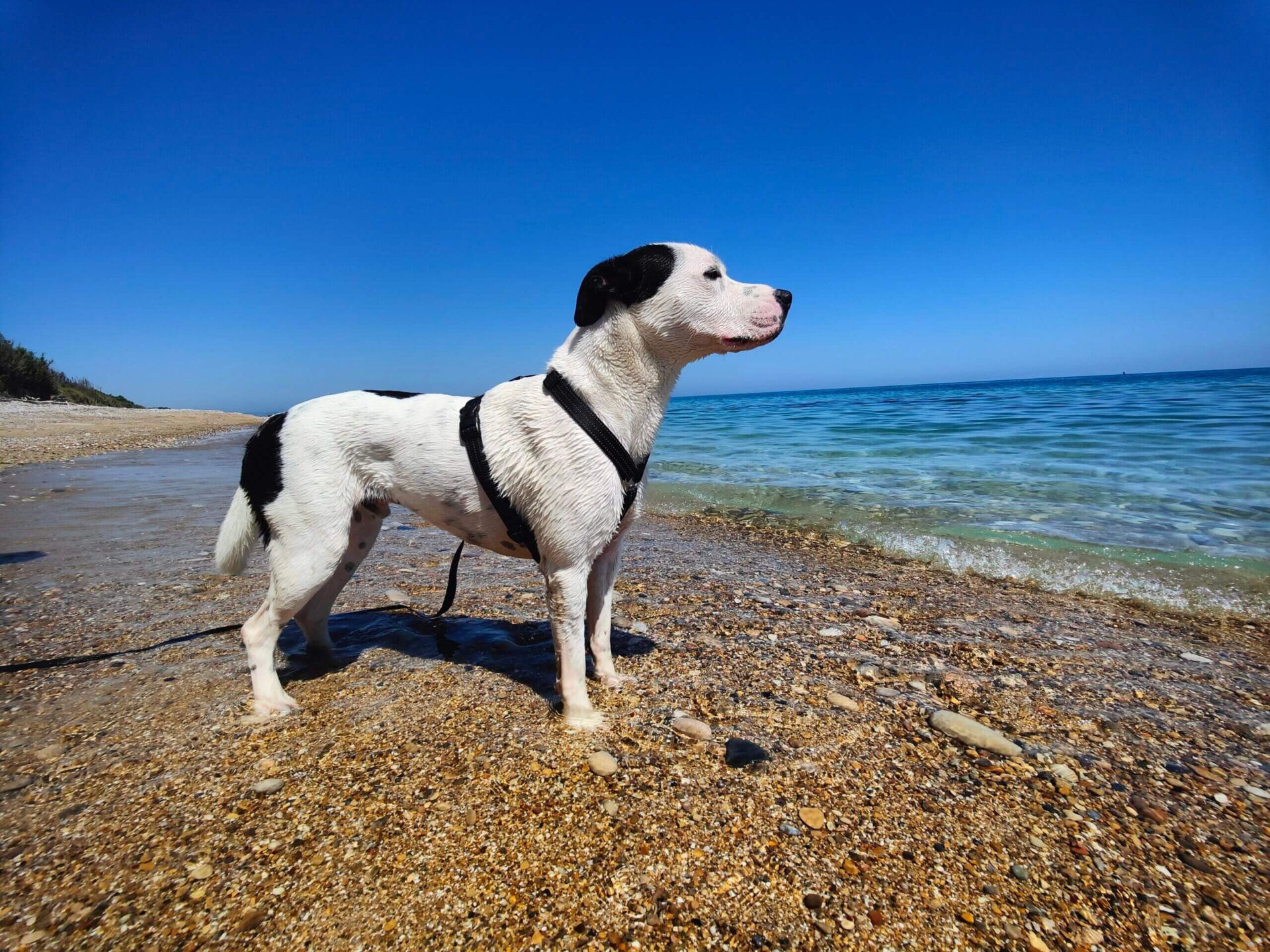 Spiagge Per Cani In Abruzzo: la meravigliosa Punta Aderci Abruzzo 